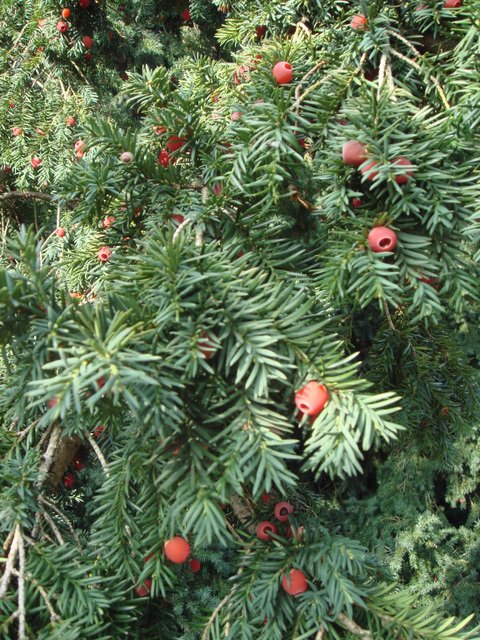 Taxus baccata arille